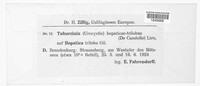 Image of Tuburcinia hepaticae-trilobae